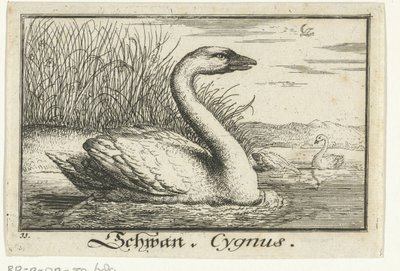 paisaje con cisne Schwan, Cygnus. (título en el objeto) de Anonymous