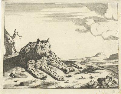 Leopardo acostado, visto de frente, piernas a la derecha de Anonymous