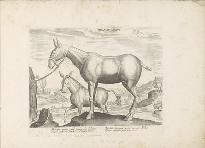 Muilezel en ezel Mula y burro (título sobre el objeto) Paardenrassen uit de Koninklijke stallen van Don Juan van Oostenrijk (título de la serie) Un caballo, en el que se encuentra el más noble de todos los tipos: un personaje distinguido de caballos de var de Anonymous