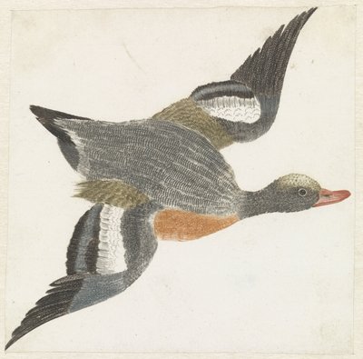 Wigeon volando a la derecha de Anonymous