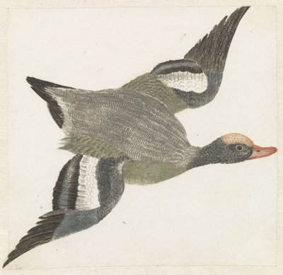 Wigeon volando a la derecha de Anonymous