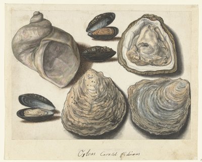 Ostras, mejillones y rayos de luna
Ostras Caracol Pichinas (título en el objeto)
Álbum Lombardo (título de la serie) de Anonymous