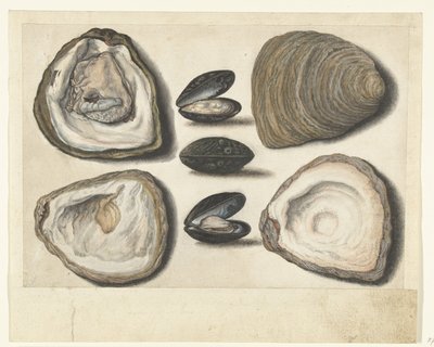 Oesters en mosselen
Álbum Lombardo (título de la serie) de Anonymous