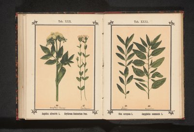 Rama de olivo y rama de almendro
Olea europaea L. Amygdalus communis L. (título del objeto) de Anonymous