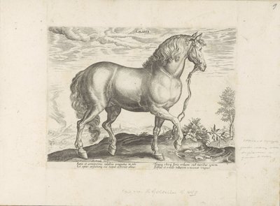Paard envió Calabria Calaber (título sobre objeto) Paardenrassen uit de Koninklijke stallen van Don Juan van Oostenrijk (título de la serie) Equile, en el que es el más noble de todos los tipos: un personaje distinguido de caballos de varias partes del mun de Anonymous
