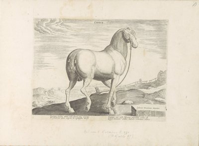 Paard envió a Córcega Corsus (título sobre objeto) Paardenrassen uit de Koninklijke stallen van Don Juan van Oostenrijk (título de la serie) Un caballo, en el que se encuentra el más noble de todos los tipos: un personaje distinguido de caballos de varias  de Anonymous