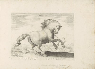 Paard envió a Dinamarca Dane (título sobre el objeto) Paardenrassen uit de Koninklijke stallen van Don Juan van Oostenrijk (título de la serie) Equile, en el que es el más noble de todos los tipos: un personaje distinguido de caballos de varias partes del  de Anonymous