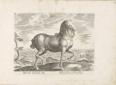 Paard enviado a Inglaterra Brito (título sobre objeto) Paardenrassen uit de Koninklijke stallen van Don Juan van Oostenrijk (título de la serie) Un caballo, en el que se encuentra el más noble de todos los tipos: un personaje distinguido de caballos de var de Anonymous