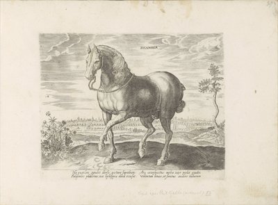 Paard envió a Gelre Sicamber (título sobre objeto) Paardenrassen uit de Koninklijke stallen van Don Juan van Oostenrijk (título de la serie) Un caballo, en el que se encuentra el más noble de todos los tipos: un personaje distinguido de caballos de varias  de Anonymous