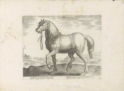 Paard Gulik (Juliacus) Juliacus (título sobre objeto) Paardenrassen uit de Koninklijke stallen van Don Juan van Oostenrijk (título de la serie) Un establo, en el que se encuentra el más noble de todos los tipos: un personaje distinguido de caballos de vari de Anonymous