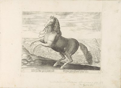 Paard envió Nápoles Napolitano (título sobre objeto) Paardenrassen uit de Koninklijke stallen van Don Juan van Oostenrijk (título de la serie) Un caballo, en el que se encuentra el más noble de todos los tipos: un personaje distinguido de caballos de varia de Anonymous