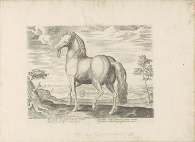 Paard envió a Cerdeña Sardonicus (título sobre el objeto) Paardenrassen uit de Koninklijke stallen van Don Juan van Oostenrijk (título de la serie) Un caballo, en el que se encuentra el más noble de todos los tipos: un personaje distinguido de caballos de  de Anonymous
