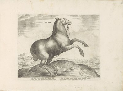 Paard enviado desde Scythia Cimber (título sobre el objeto) Paardenrassen uit de Koninklijke stallen van Don Juan van Oostenrijk (título de la serie) Un caballo, en el que se encuentra el más noble de todos los tipos: un personaje distinguido de caballos d de Anonymous