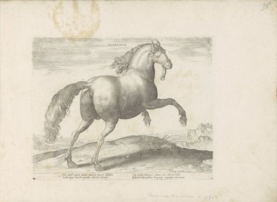 Paard envió Spanje Español (título sobre objeto) Paardenrassen uit de Koninklijke stallen van Don Juan van Oostenrijk (título de la serie) Un caballo, en el que se encuentra el más noble de todos los tipos: un carácter distinguido de caballos seleccionados de Anonymous