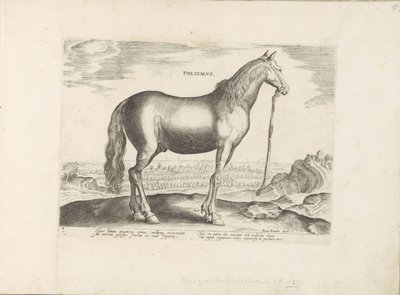 Paard envió Thessalië Thessalus (título sobre el objeto) Paardenrassen uit de Koninklijke stallen van Don Juan van Oostenrijk (título de la serie) Un caballo, en el que se encuentra el más noble de todos los tipos: un personaje distinguido de caballos de v de Anonymous