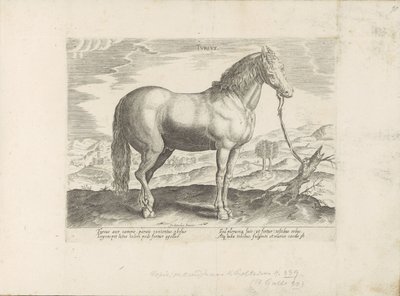 Paard envió a Turkije (título en el objeto) Paardenrassen uit de Koninklijke stallen van Don Juan van Oostenrijk (título de la serie) Un caballo, en el que se encuentra el más noble de todos los tipos: un personaje distinguido de caballos de varias partes  de Anonymous