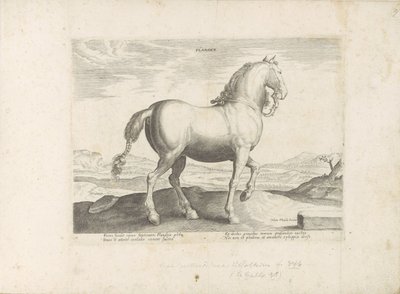 Paard envió a Vlaanderen Flandes (título sobre objeto) Paardenrassen uit de Koninklijke stallen van Don Juan van Oostenrijk (título de la serie) Un caballo, en el que se encuentra el más noble de todos los tipos: un personaje distinguido de caballos de var de Anonymous