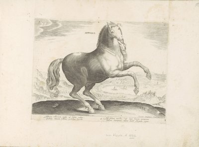 Paard envió Zuid-Italië Appulus (título sobre el objeto) Paardenrassen uit de Koninklijke stallen van Don Juan van Oostenrijk (título de la serie) Un caballo, en el que se encuentra el más noble de todos los tipos: un personaje distinguido de caballos de v de Anonymous
