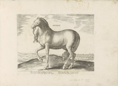 Paard de Sicilia Siciliano (título sobre objeto) Paardenrassen uit de Koninklijke stallen van Don Juan van Oostenrijk (título de la serie) Un caballo, en el que se encuentra el más noble de todos los tipos: un carácter distinguido de caballos seleccionados de Anonymous