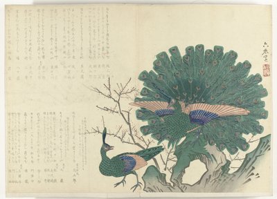 Pavos reales
Álbum Shijo-surimono del periodo 1840-1900 (título de la serie) de Anonymous