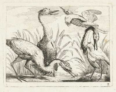 Garzas en un charco Aves nativas (título de la serie) de Anonymous