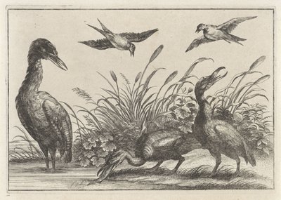 garzas y golondrinas de Anonymous