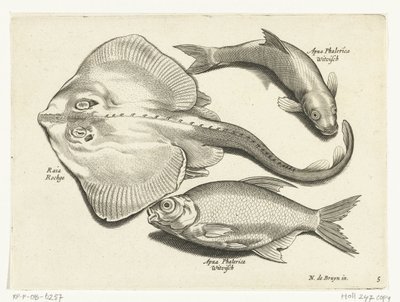 Raya, dorada y pescado blanco Libelivs miscelánea Genera piscium complectens (título de la serie) Peces de agua dulce, peces marinos, ranas, crustáceos y criaturas marinas (título de la serie) de Anonymous