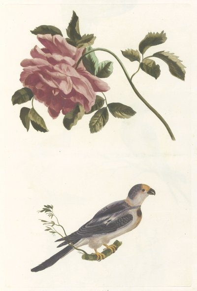 Rosa y periquito de Anonymous
