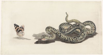 serpiente con una mariposa de Anonymous