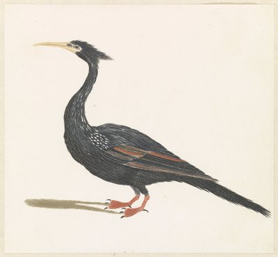 Slangenhalsvögel de Anonymous