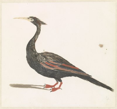 Slangenhalsvögel de Anonymous