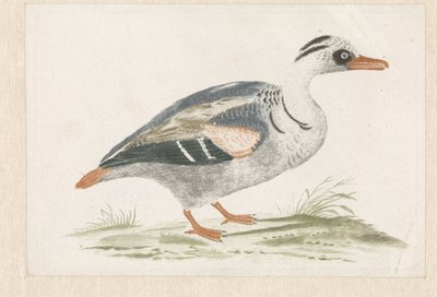 Pato de pecho blanco de pie a la derecha de Anonymous
