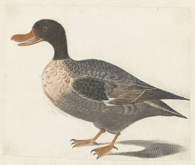 Pato de pie a la izquierda de Anonymous