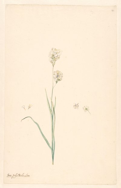 Rama de Ixia olystachya con detalles del pistilo y la flor de Anonymous