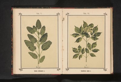 Rama de un verdadero sabio
Salvia officinalis. L. (título en el objeto) de Anonymous