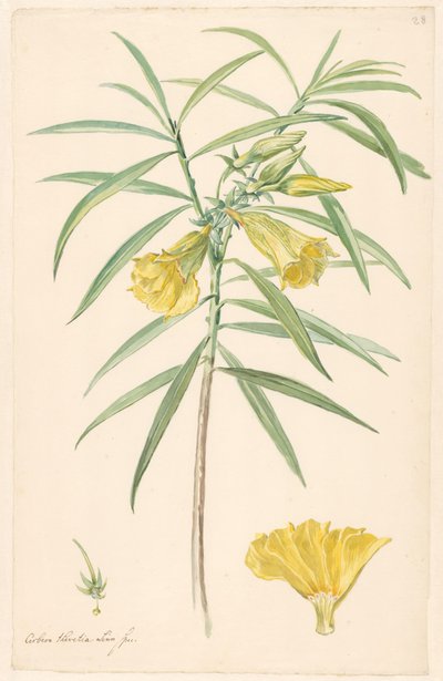 Rama de una flor amarilla (tipo de lirio) con detalles de pistilo y flor de Anonymous
