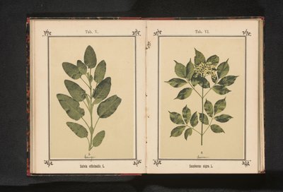 Rama de un anciano común
Sambucus nigra. L. (título en el objeto) de Anonymous