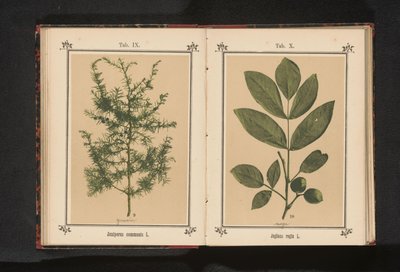 Rama de un enebro
Juniperus communis L. (título del objeto) de Anonymous