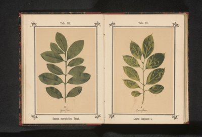 Rama de un alcanforero
Laurus camphora L. (título del objeto) de Anonymous