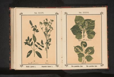 Rama de tilo de hoja grande y rama de tilo de hoja grande
Tilia grandifolia Ehrh. Tilia parvifolia Ehrh. (título en el objeto) de Anonymous