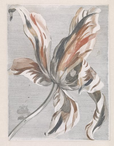 Tulipán de Anonymous