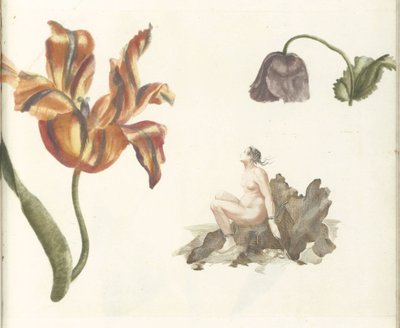 Tulipán, amapola y Andrómeda de Anonymous