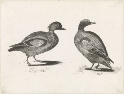dos patos de Anonymous
