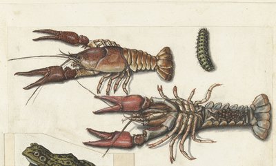 Twee langoustines en een rups
Cangrejos (título del objeto)
Álbum lombardo (título de la serie) de Anonymous