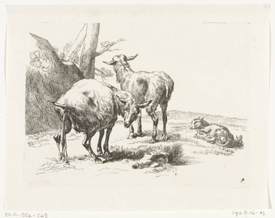 Dos cabras de pie y una cabra joven Cabras y ovejas a N.P. Berchem (título de la serie) de Anonymous