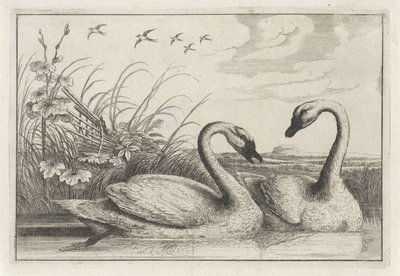dos cisnes Especies de Diversae avium (título de la serie) Aves diferentes (título de la serie) de Anonymous