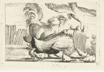 Halcón ataca grupo de gallinas con pollitos Aves nativas (título de la serie) de Anonymous