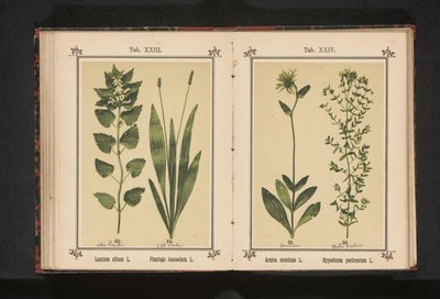 Hierba de barbecho y hierba de San Juan
Arnica montana L. Hypericum perforatum L. (título del objeto) de Anonymous