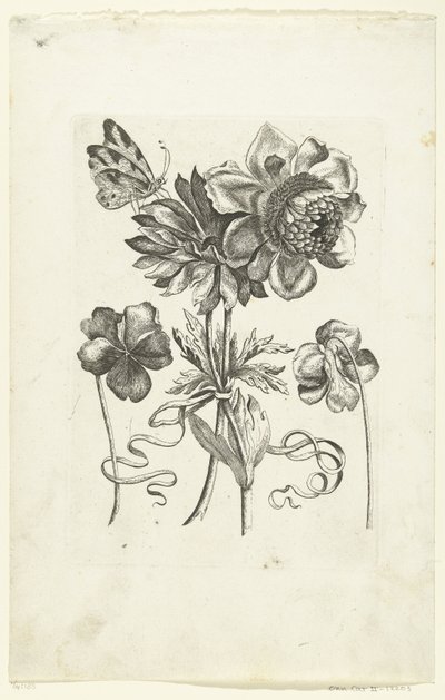 Cuatro flores, incluidas dos violetas. Novae Florum Icones (título de la serie) de Anonymous