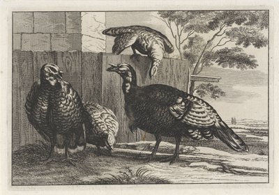 cuatro pavos Especies de Diversae avium (título de la serie) Aves diferentes (título de la serie) de Anonymous